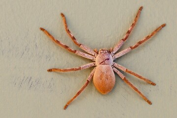 spider on a wall