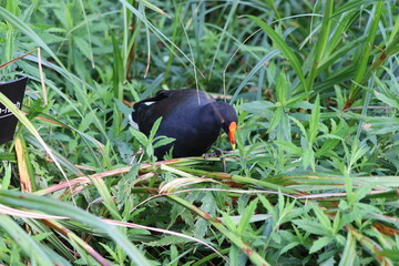 blackbird in grass