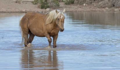 Wild Horse at a Desert Waterhole in Utah