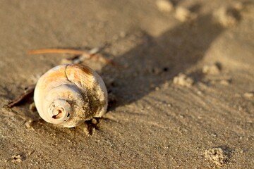 shell on the sand
