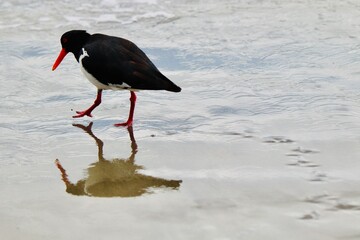 Eurasian oystercatcher