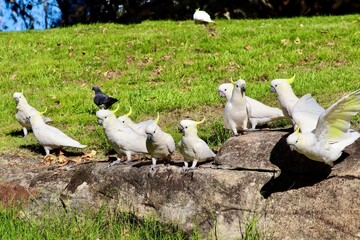 white cockatoo parrot