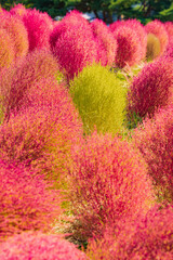 コキアの紅葉（ひたち海浜公園）