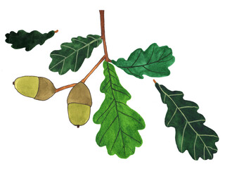 Isolated hand drawn acorn illustration