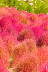 コキアの紅葉（ひたち海浜公園）
