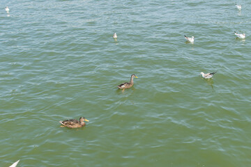 Young ducks, swans and seagulls in the water