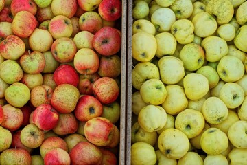 two large wooden boxes with delicious ripe aromatic yellow and red healthy sweet autumn apples picked from a tree stand on the green grass during the day in the garden