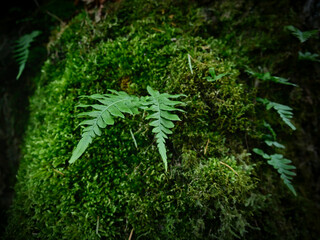 Baby fern in moss 