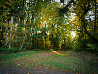 Path in autumn park