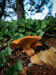 wild mushroom in the forest