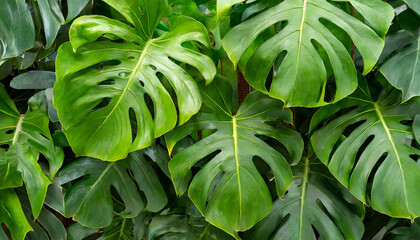 tropical leaves of monstera philodendron plant background - obrazy, fototapety, plakaty