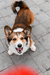 A corgi plays with a ball in the fall at the park