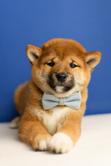 A cute shiba inu puppy poses against a blue background