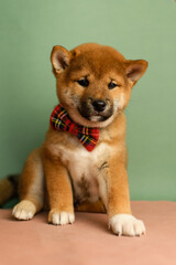 A cute shiba inu puppy with a red bow tie poses on a green background