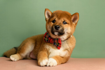 A cute shiba inu puppy with a red bow tie poses on a green background