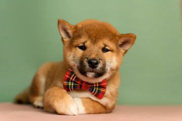 A cute shiba inu puppy with a red bow tie poses on a green background
