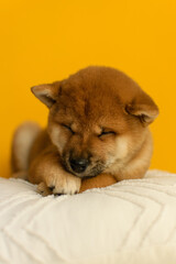 Cute shiba inu puppy poses on a yellow background