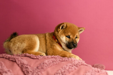 Cute shiba inu puppy poses on a pink background