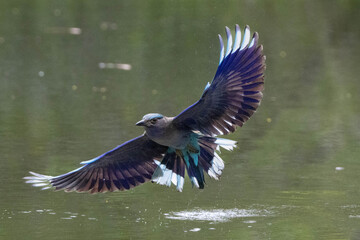 Indochinese Roller in flight or Indochinese Roller flying, scientific name is Coracias affinis.