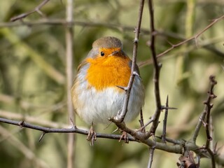 I'm not at all cold...I have my own wearable quilt!  A eurasian robin in winter in Warwickshire, England