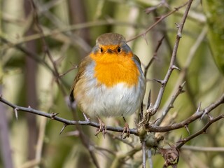 Are you looking at me?  A European robin (Erithacus rubecula) stares intently at you.