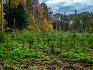 Wiederaufforstung im Mischwald durch anpflanzen von jungen Bäumen
