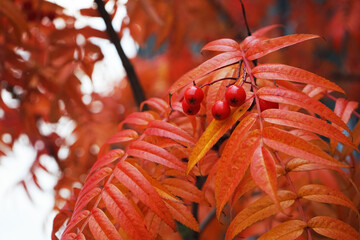 Red autumn leaves with red berries close-up