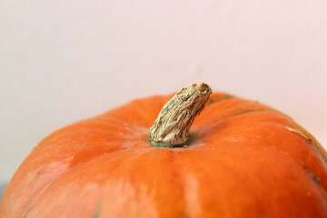 Pumpkin stem with white background