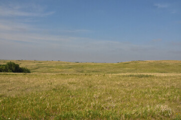 Obraz premium Beautiful Prairie with Wild Grasses Growing in the Summer