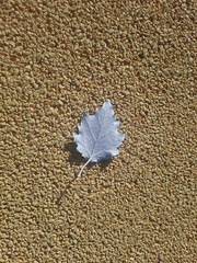 clear and scenic view of small leaf on floor background