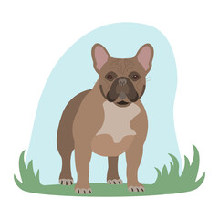 French bulldog vector illustration. Dog breeding. Dog on a walk.