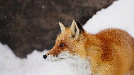 Obraz premium キタキツネ