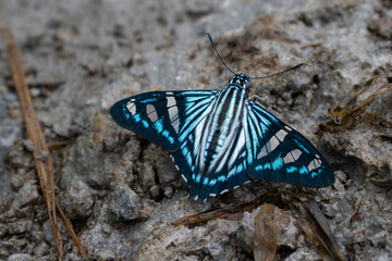 Fototapeta na wymiar mariposa azul 