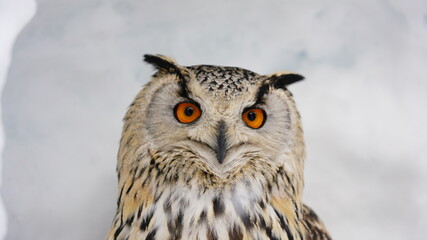 シベリアワシミミズク