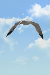 A Seagull flying in the blue sky