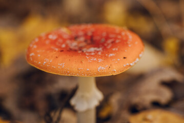 agaric fly agaric in an autumn forest