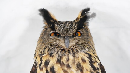 ユーラシアワシミミズク