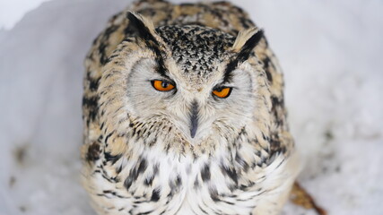 シベリアワシミミズク