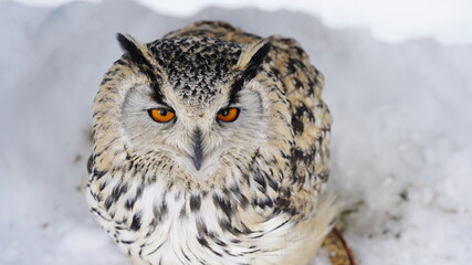 シベリアワシミミズク