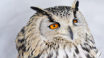 シベリアワシミミズク