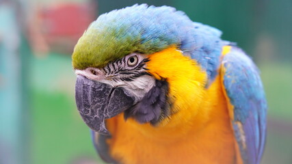 ルリコンゴウインコ