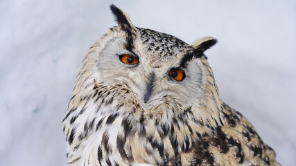 シベリアワシミミズク