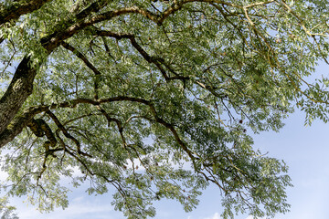 branches arbres