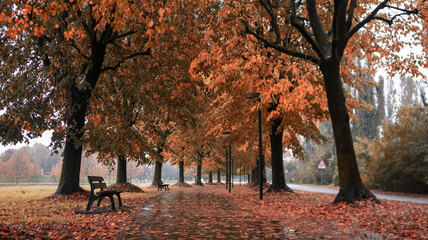 autumn tree in the park, red landscapes, north italy