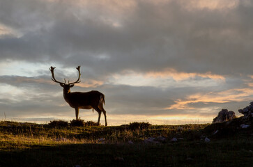 Solemn Sunset Silhouette of Majestic Deer in Wild Landscape