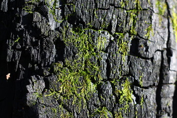 Bright green moss growing on a black charred tree close-up