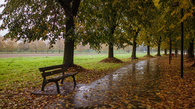 bench in autumn park, Liscate, Italy