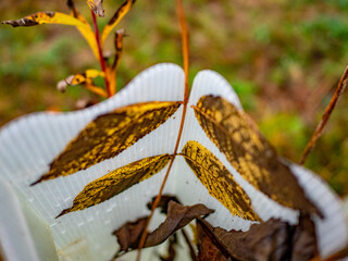 Wiederaufforstung im Mischwald