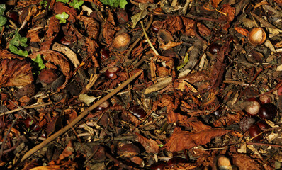 Autumn leaves on the ground