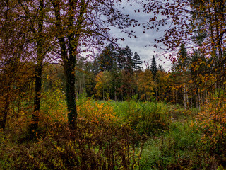 Wiederaufforstung im Mischwald